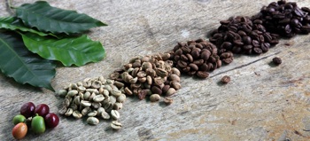 coffee bean moisture testers